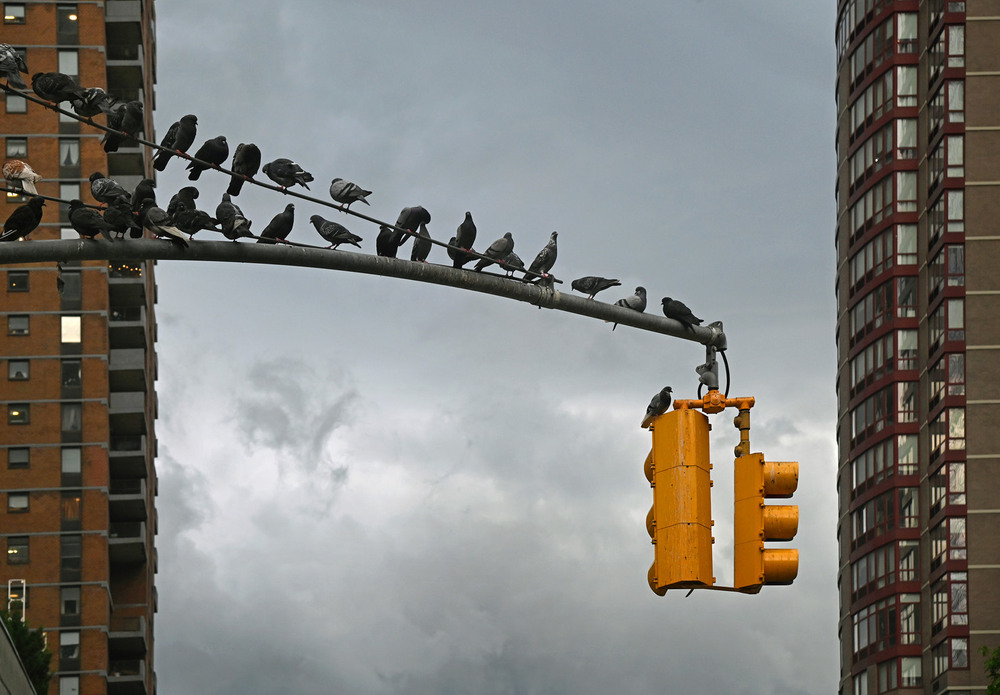 Фотографія Голуби NY / Синельников Александр / photographers.ua