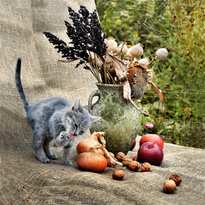 Фотографія Осенний натюрморт / Синельников Александр / photographers.ua