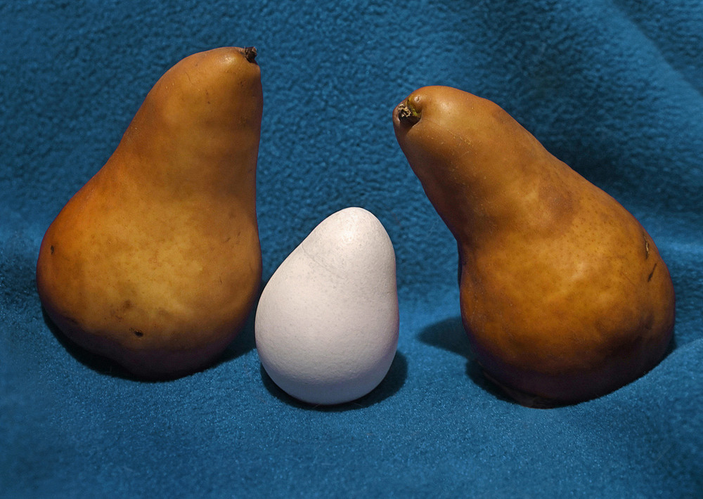 Фотографія Свой среди чужих / Синельников Александр / photographers.ua