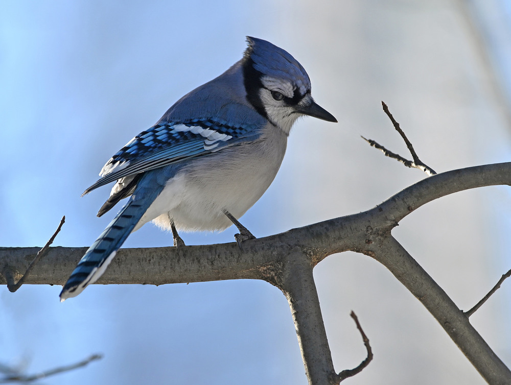 Фотографія Голубая сойка / Синельников Александр / photographers.ua
