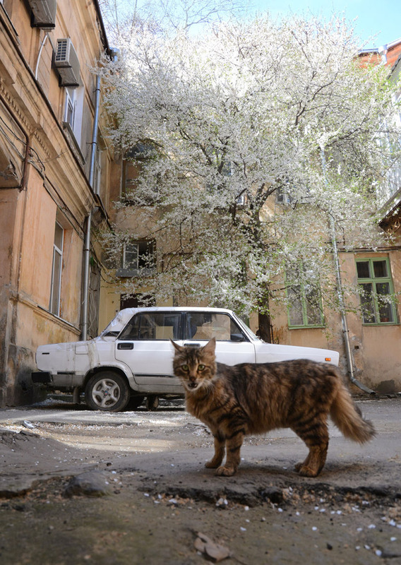 Фотографія удивлённый кот в весеннем дворе / Синельников Александр / photographers.ua