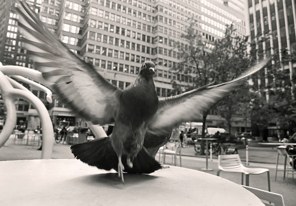 Фотографія Голубь бродвейский / Синельников Александр / photographers.ua