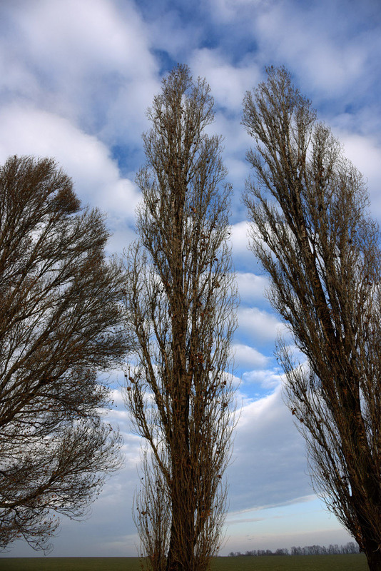 Фотографія три дерева / Синельников Александр / photographers.ua