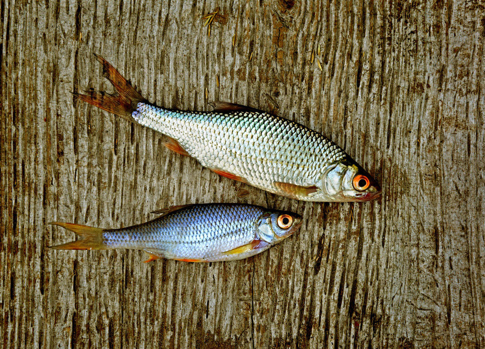 Фотографія про две рыбы / Синельников Александр / photographers.ua