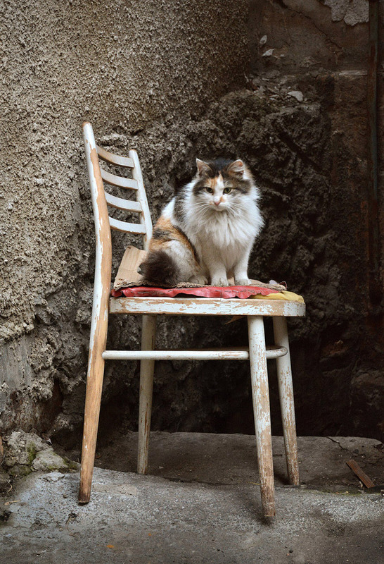Фотографія кошка и стул / Синельников Александр / photographers.ua