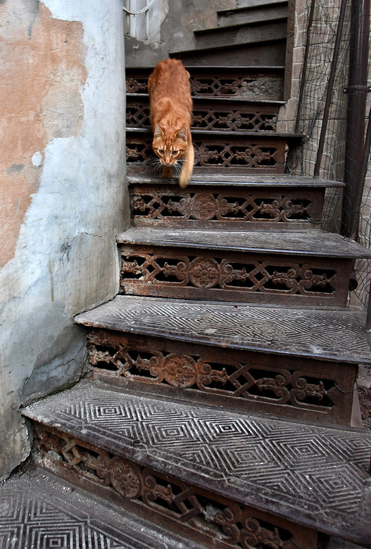 Фотографія старая лестница / Синельников Александр / photographers.ua