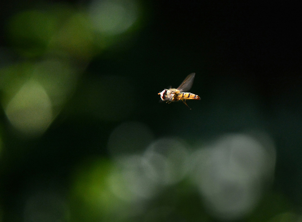 Фотографія охота за пчелкой / Синельников Александр / photographers.ua