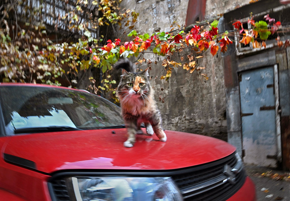 Фотографія Кошка, осень и авто / Синельников Александр / photographers.ua