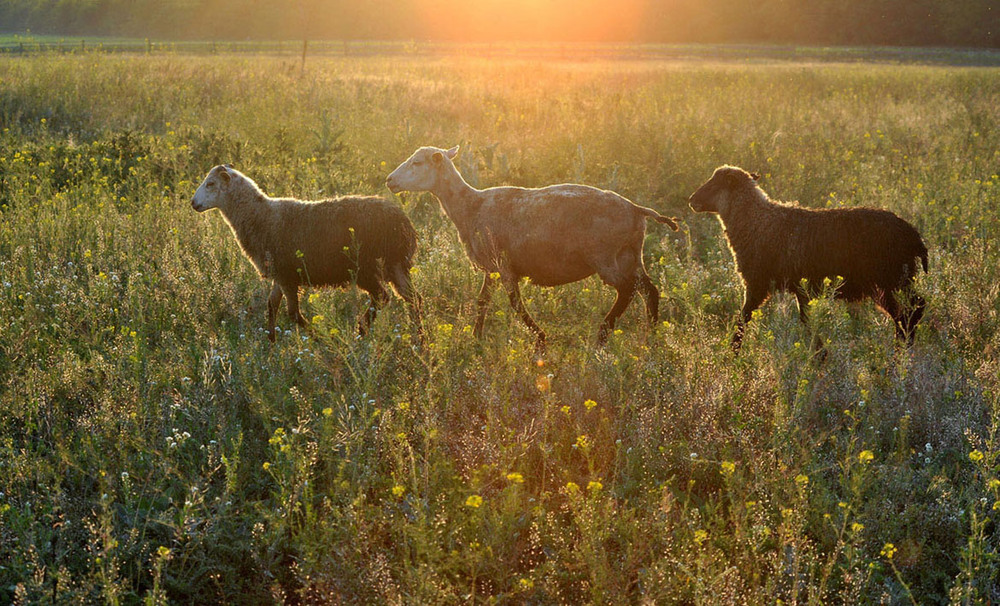 Фотографія вечерние овечки / Синельников Александр / photographers.ua