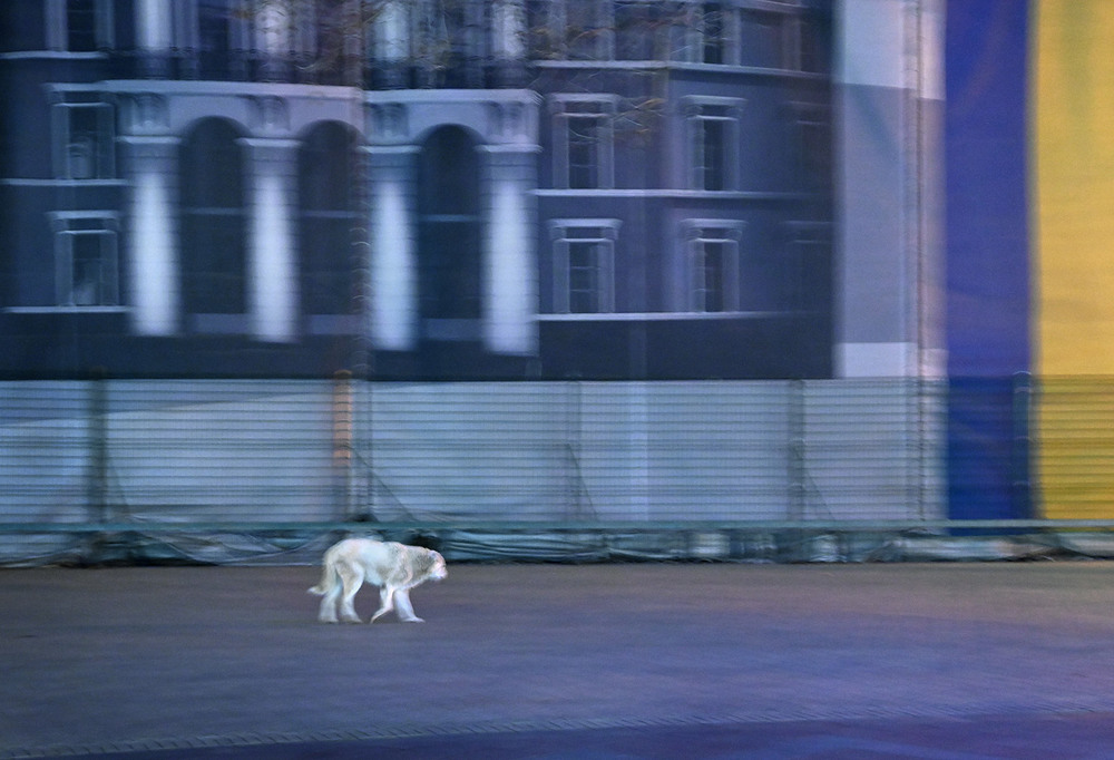 Фотографія Ночной пёс / Синельников Александр / photographers.ua