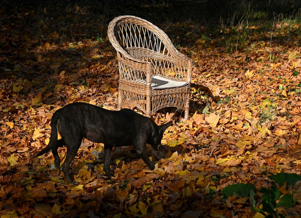 Фотографія Черный пес, осенний стул / Синельников Александр / photographers.ua