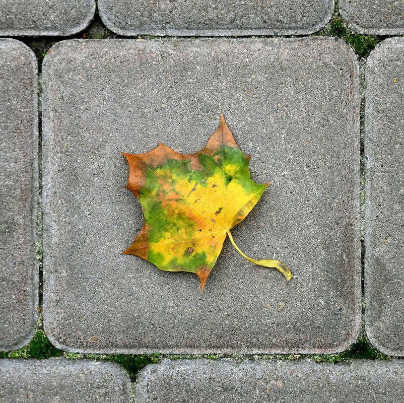 Фотографія Осень под ногами / Синельников Александр / photographers.ua