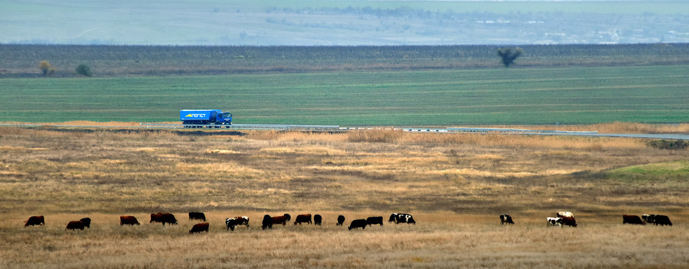Фотографія панорама с коровками / Синельников Александр / photographers.ua