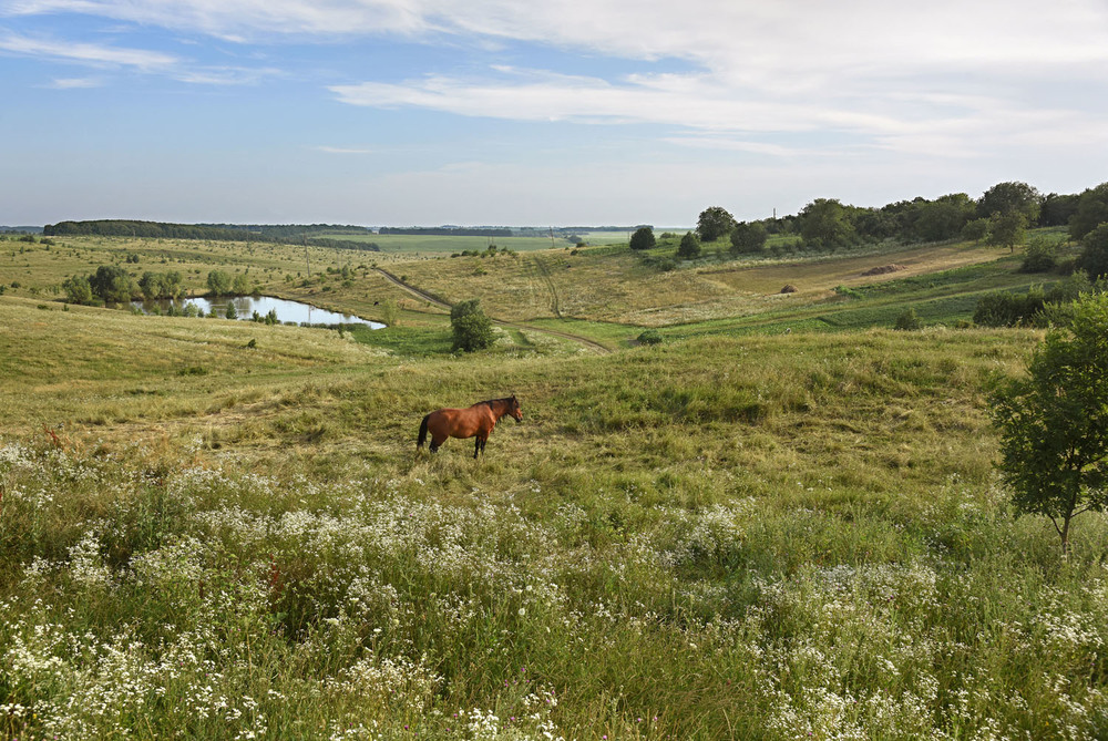 Фотографія Пейзаж с лошадью / Синельников Александр / photographers.ua