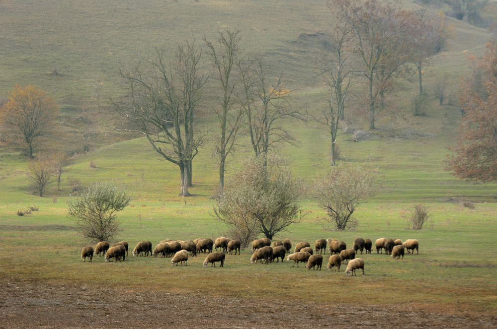 Фотографія картина с овечками / Синельников Александр / photographers.ua