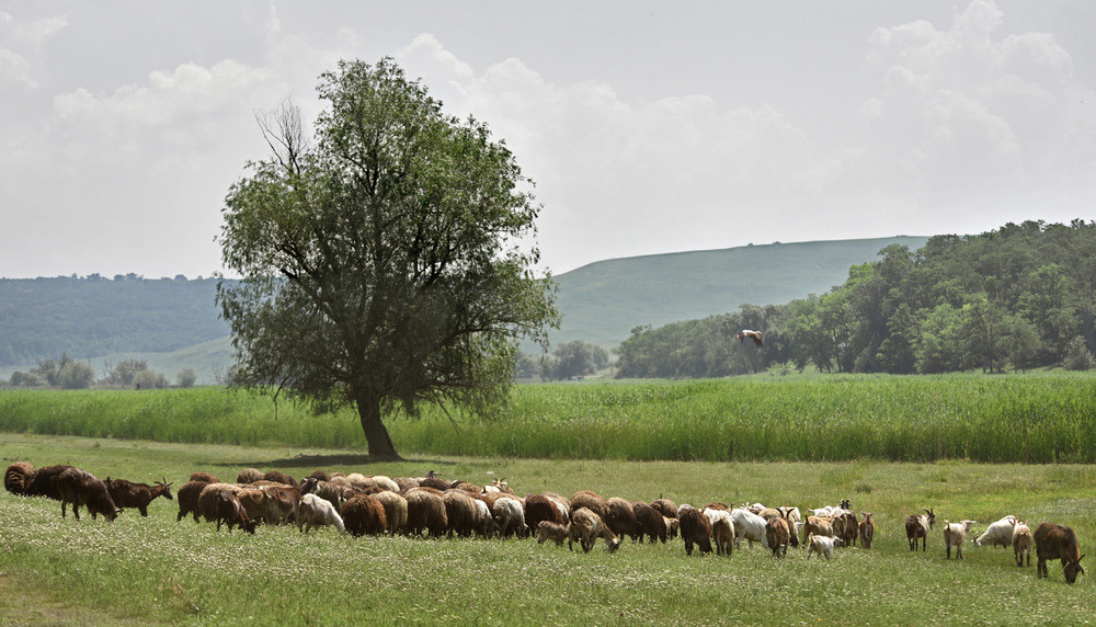 Фотографія пейзаж с овцами / Синельников Александр / photographers.ua