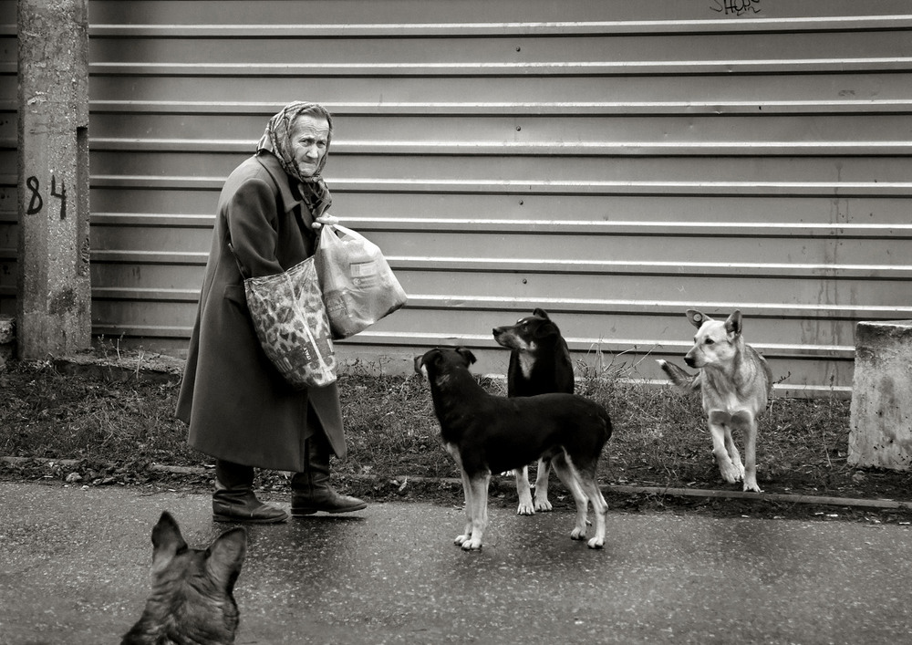 Фотографія кормящая собак / Синельников Александр / photographers.ua