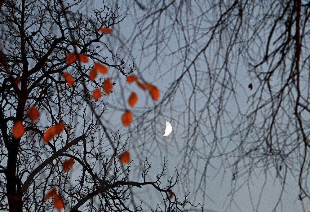 Фотографія Где в осень прячется луна / Синельников Александр / photographers.ua