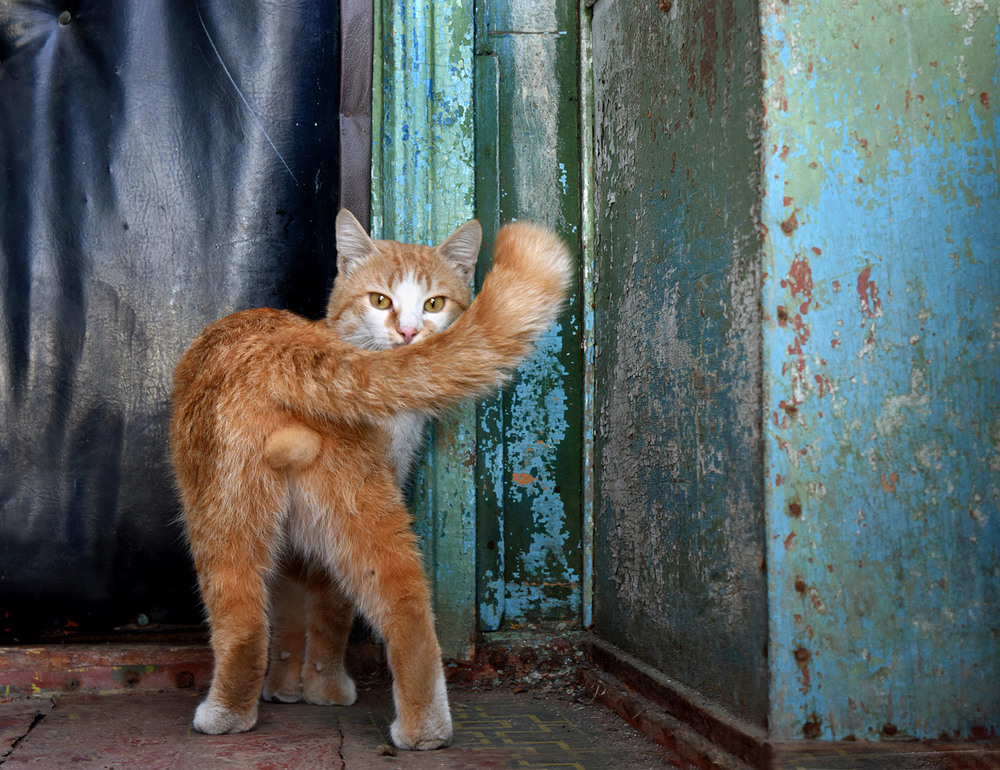 Фотографія портрет кота / Синельников Александр / photographers.ua