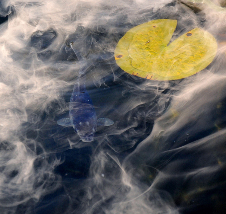 Фотографія дым над водой / Синельников Александр / photographers.ua