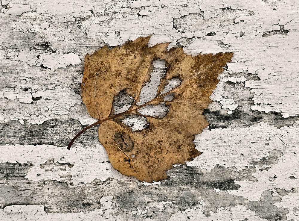 Фотографія Фактуры осени / Синельников Александр / photographers.ua