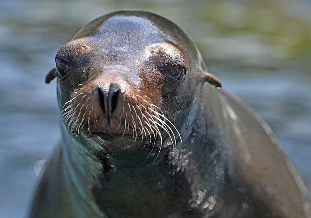 Фотографія Котик / Синельников Александр / photographers.ua