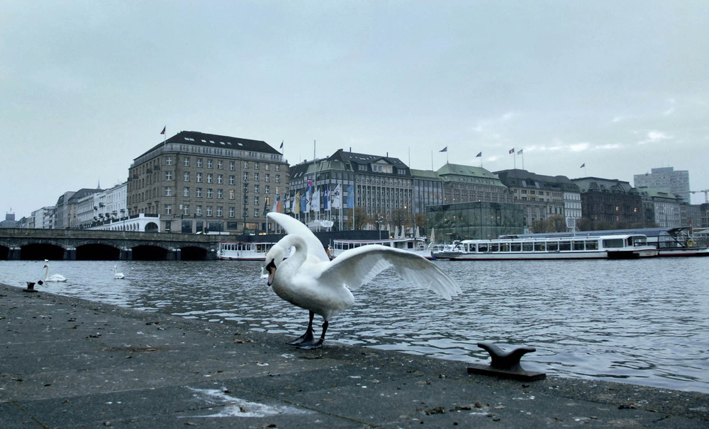 Фотографія лебедь Гамбургский / Синельников Александр / photographers.ua