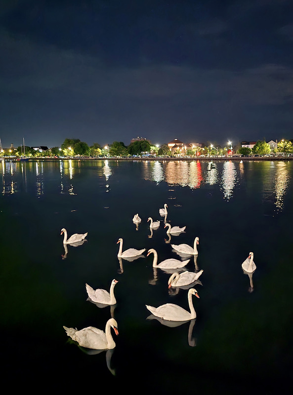 Фотографія Ночные лебеди / Синельников Александр / photographers.ua
