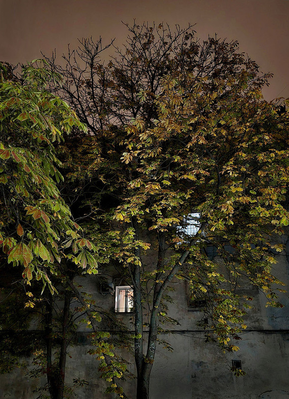 Фотографія Окна осени / Синельников Александр / photographers.ua