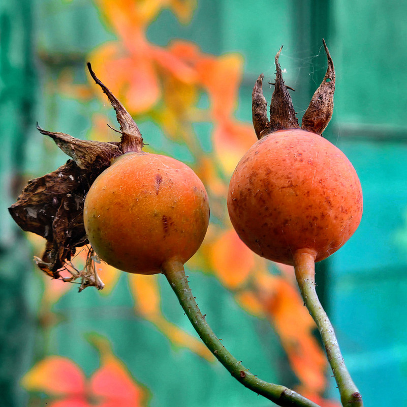 Фотографія Осенний фрагмент / Синельников Александр / photographers.ua
