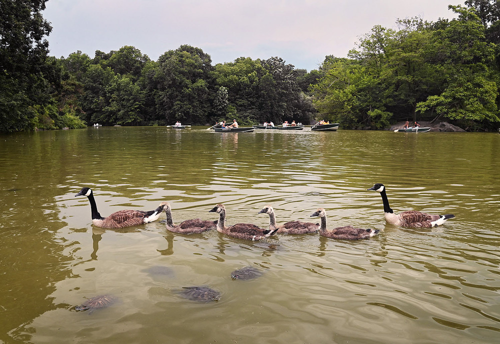 Фотографія Озеро в Центральном парке / Синельников Александр / photographers.ua
