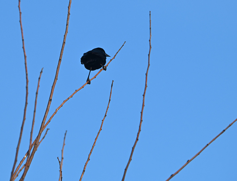 Фотографія Птицун на ветке / Синельников Александр / photographers.ua