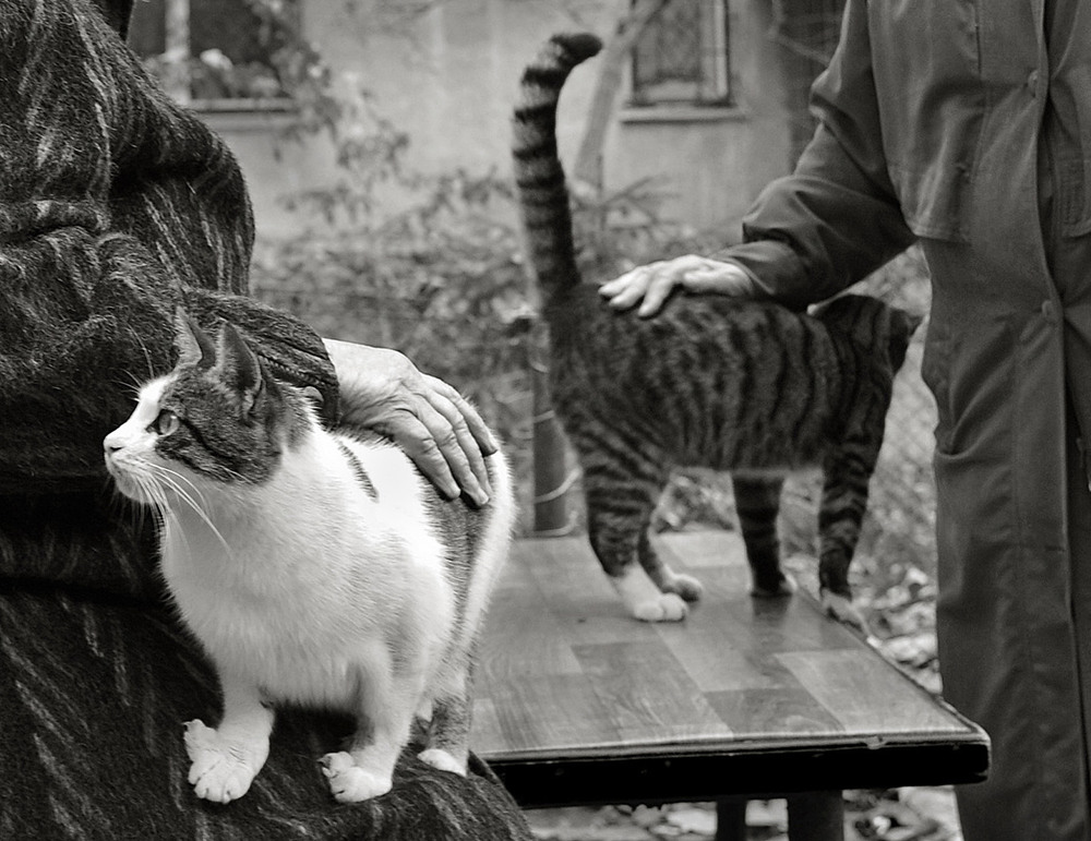 Фотографія Руки ласки / Синельников Александр / photographers.ua