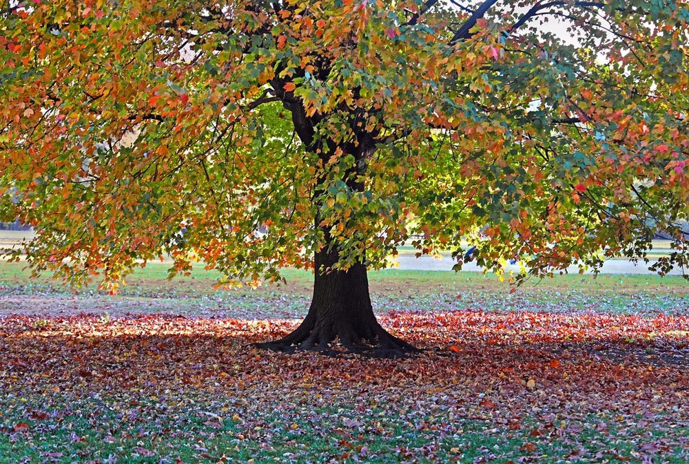 Фотографія Царство осени / Синельников Александр / photographers.ua
