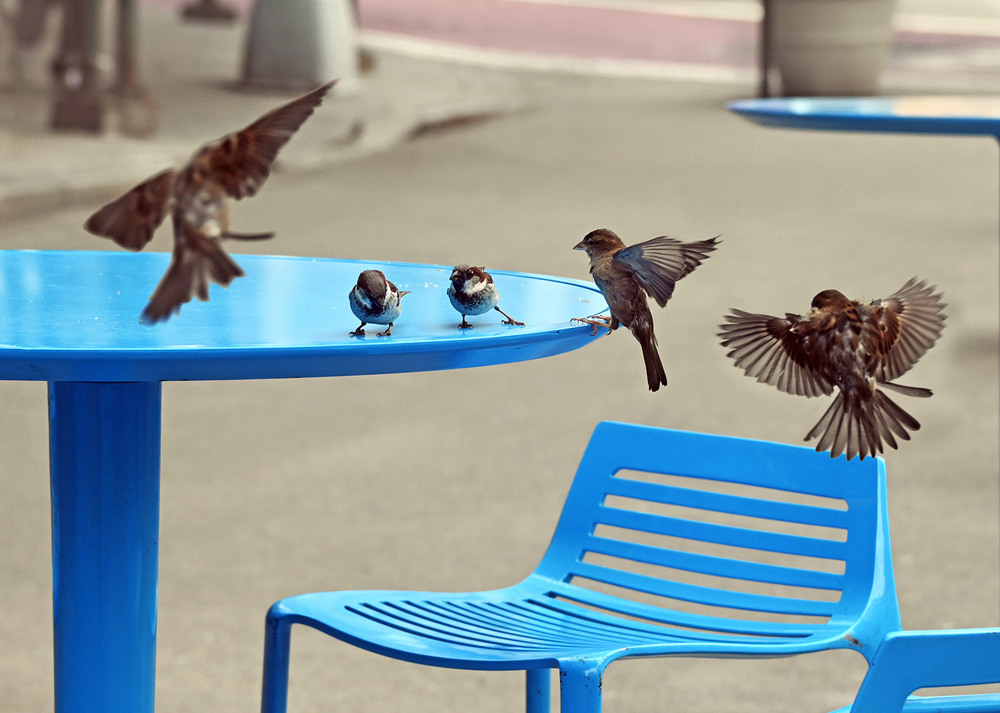 Фотографія Воробьи и в Нью-Йорке воробьи / Синельников Александр / photographers.ua