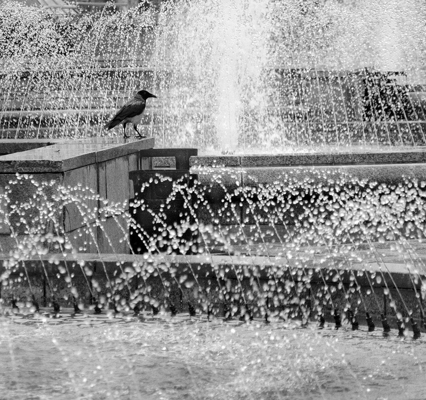 Фотографія ворона и фонтан / Синельников Александр / photographers.ua