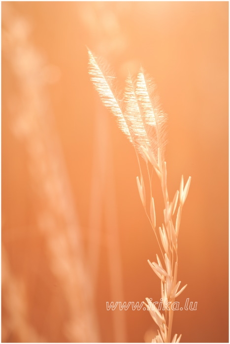 Фотографія Макро / irika / photographers.ua