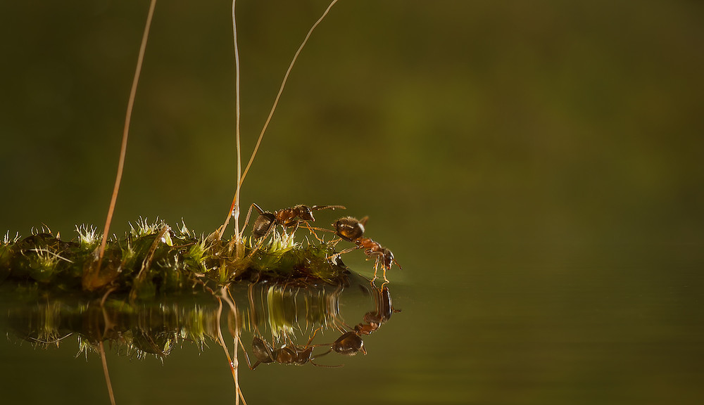 Фотографія Муравьишки - муравьята, торопливые ребята. / Iryna / photographers.ua