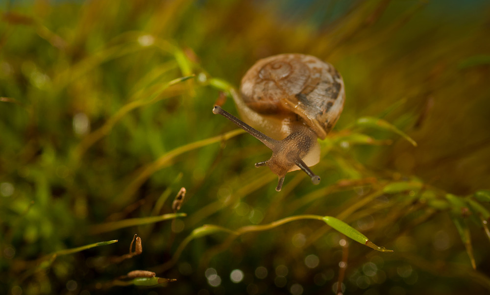 Фотографія "В травах влажных, изумрудных" / Iryna / photographers.ua