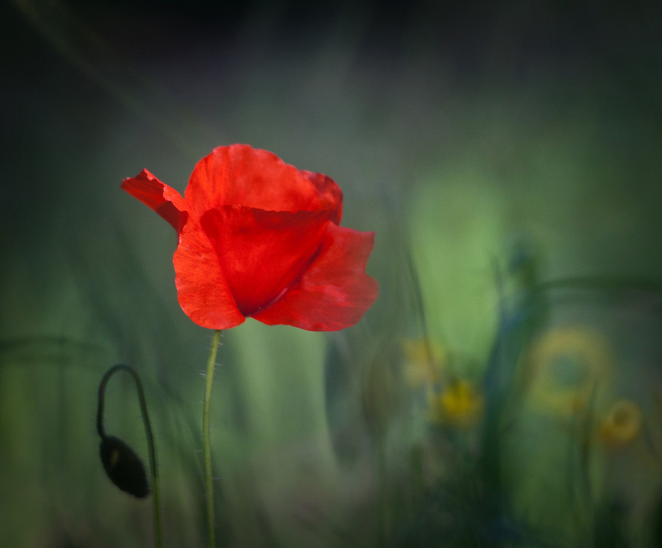 Фотографія "Поглядите, там и тут, Маки красные цветут!" / Iryna / photographers.ua