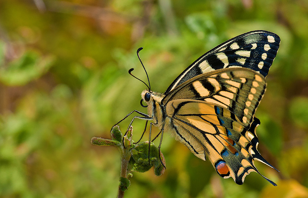 Фотографія МАДАМ БАТТЕРФЛЯЙ  (англ. butterfly — «бабочка» ) / Iryna / photographers.ua