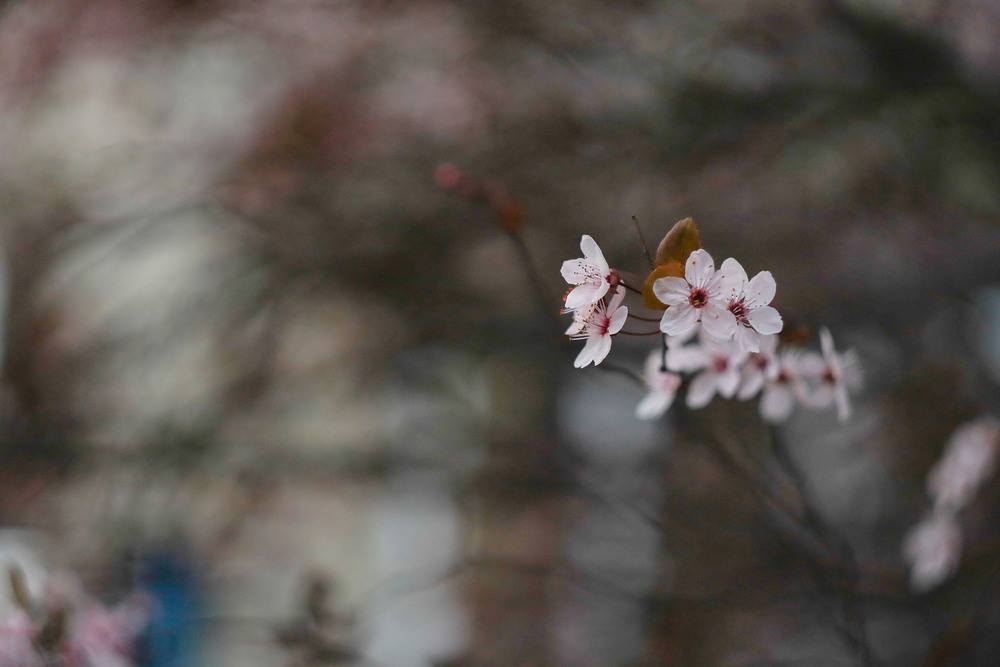 Фотографія Макро / Tеtіana Yana T Petruk / photographers.ua