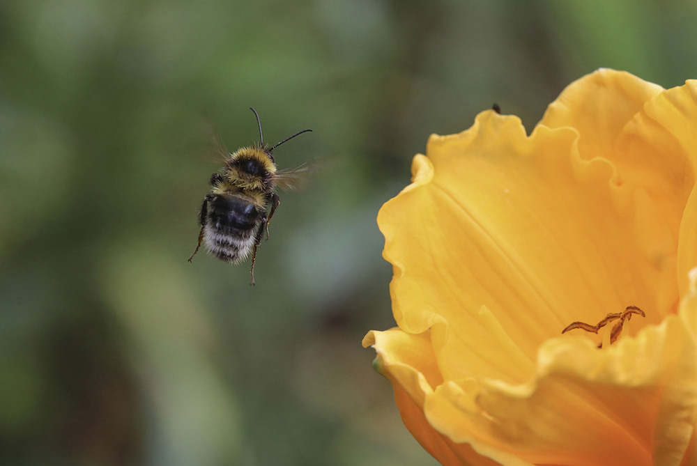 Фотографія Макро / Tatjana Yana T Petruk / photographers.ua