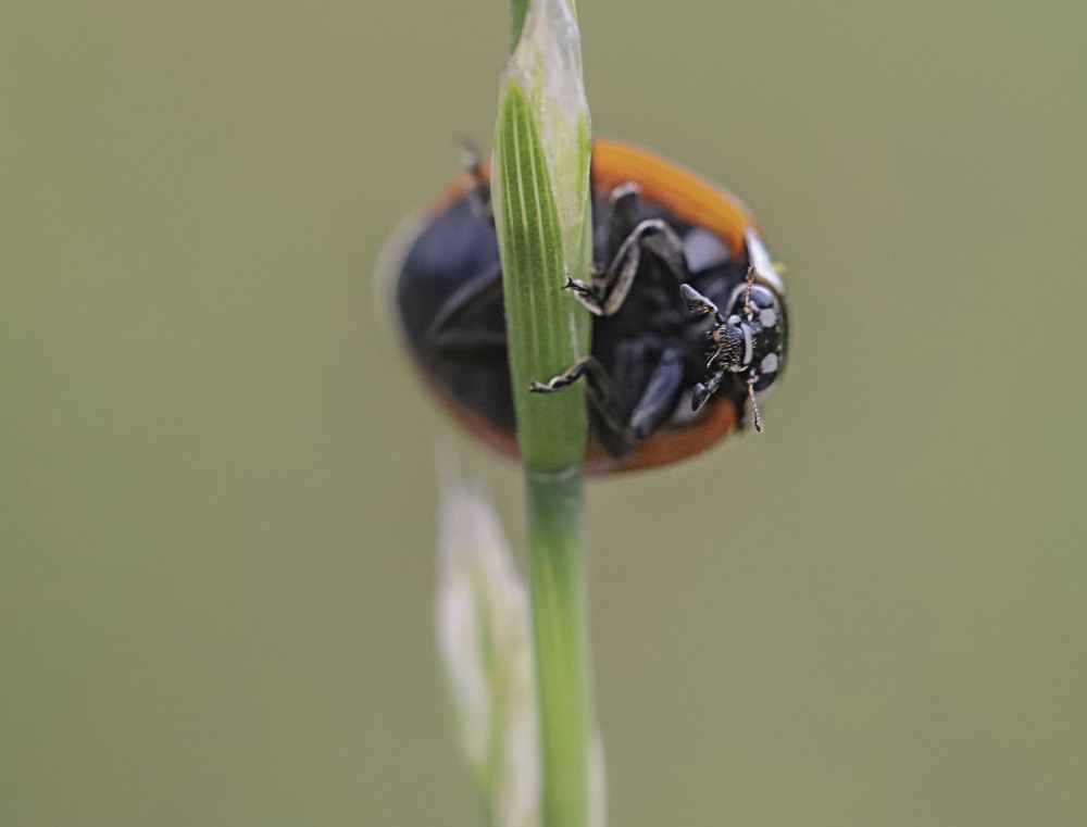 Фотографія Макро / Tatjana Yana T Petruk / photographers.ua