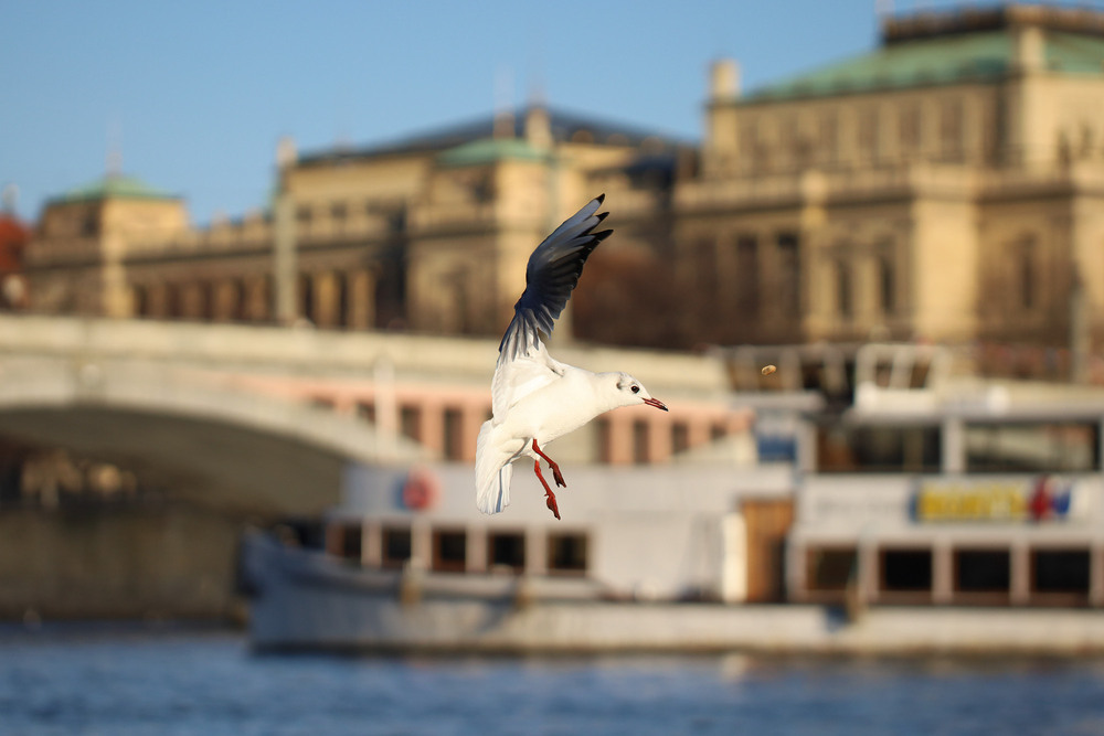 Фотографія Животные / Tatjana Yana T Petruk / photographers.ua