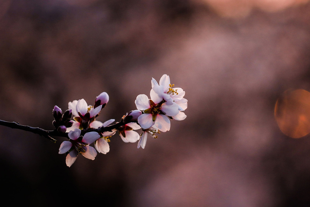 Фотографія Макро / Tatjana Yana T Petruk / photographers.ua