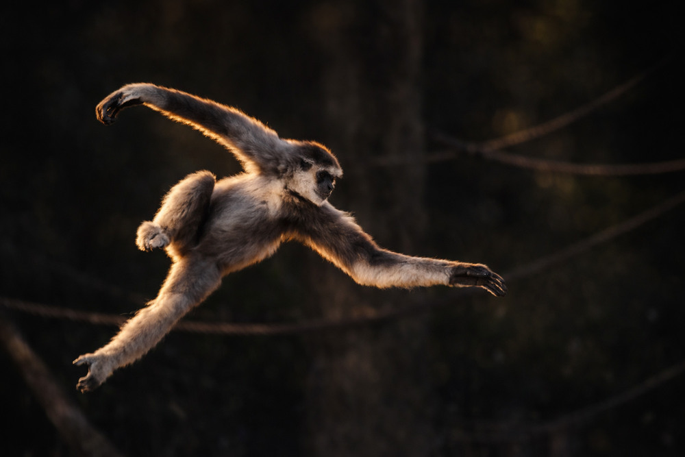 Фотографія Животные / Tatjana Yana T Petruk / photographers.ua