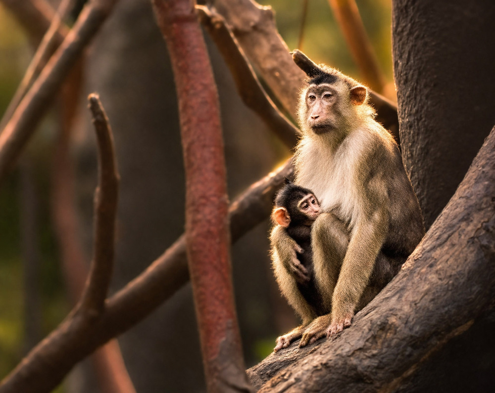 Фотографія Животные / Tеtіana Yana T Petruk / photographers.ua