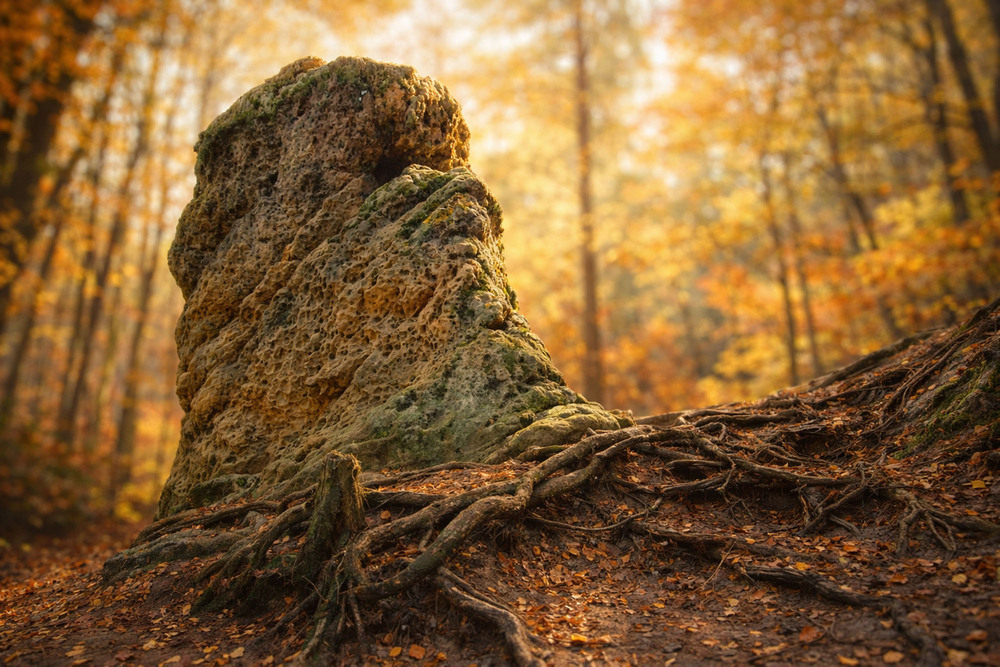 Фотографія Камяний страж лісу! / Tatjana Yana T Petruk / photographers.ua