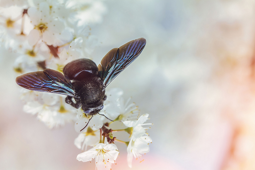 Фотографія Xylocopa або бджола тесляр / Tatjana Yana T Petruk / photographers.ua